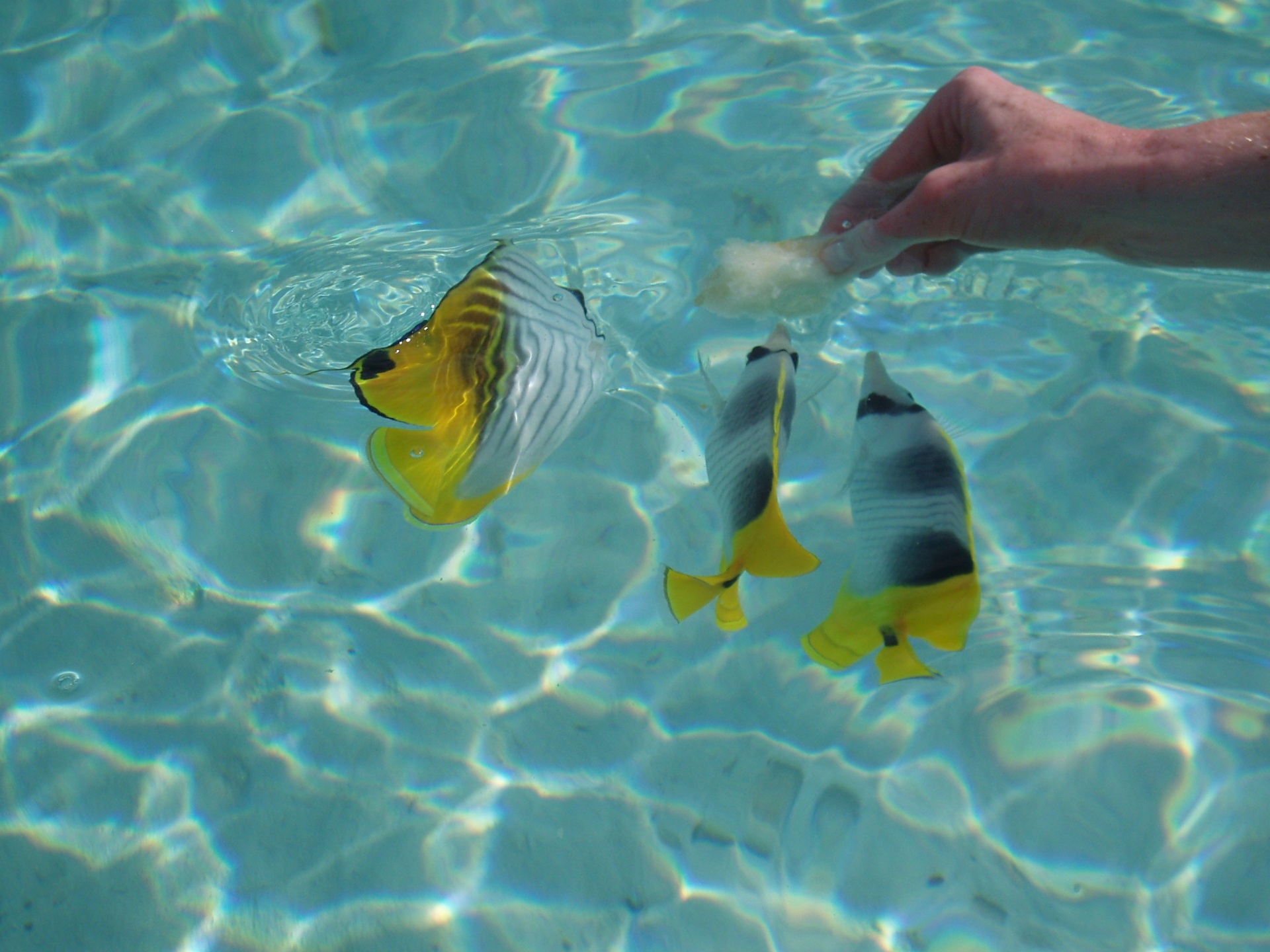 Tropical fish in a clear lagoon